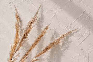 Natural summer background with dry meadow grass spikelets bouquet and sunlight shadows on neutral...