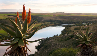 Aloe Vera Plant, Breede River, Western Cape, South Africa © Riehan