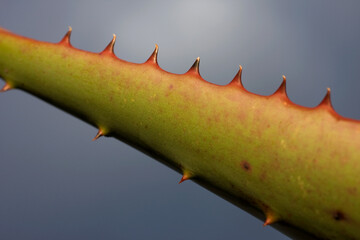 Aloe Vera Leaf, Breede River, Western Cape, South Africa