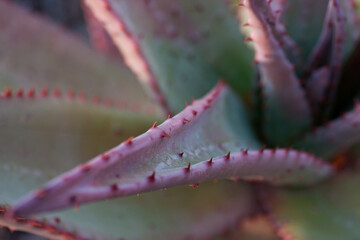 Aloe Vera Plant, Breede River, Western Cape, South Africa
