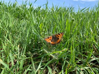 butterfly on a green grass