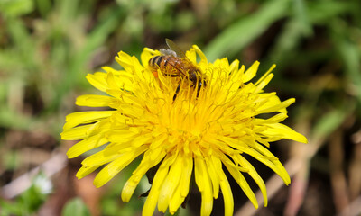 Honey bee or Western Honey Bee, on dandelion