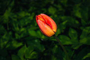 tulip in the garden