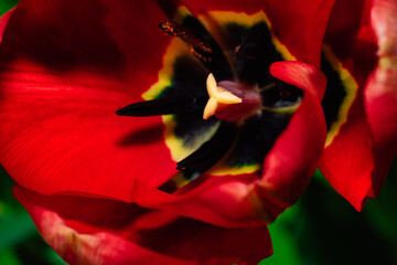 red tulip closeup