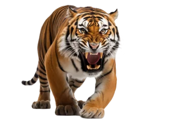 Tuinposter Roaring tiger isolated of transparent background. PNG. Digital art © Katynn