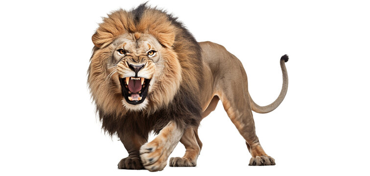 Furious lion. Roaring lion isolated on transparent background. PNG. DIgital art