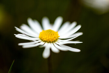 Obraz premium Closeup of a daisy ion a spring day