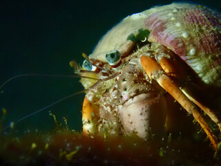 The Hermit Crab. Hermit crab in a shell close-up on a black background at the bottom of the sea.
