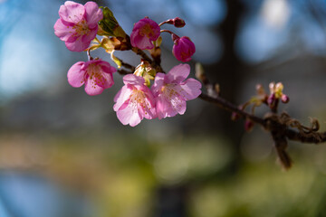 Kawazu cherry blossoms behind blue sky sunny day close up