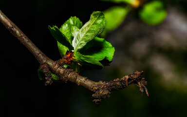 Leaves on a branch of a vegetable tree
