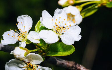 Pear branch with buds