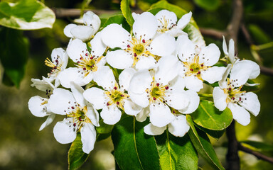 Cherry branch with buds, white flowers in the garden