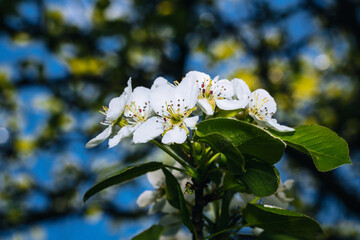 Pear branch with buds