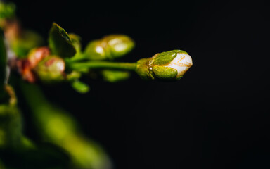 Cherry branch with buds, close up of a glass of wine