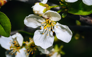 Cherry branch with buds, bee on a flower