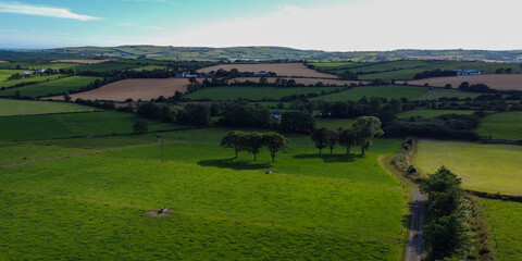 green farm fields, top view. Agricultural landscape in summer. Grass fields and trees. Green grass field with trees