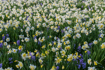 Spring flowers narcissus (daffodils) blooming in a garden