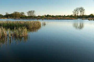 Fototapeta na wymiar Calm lake with reeds and trees on the horizon, Stankow, Poland