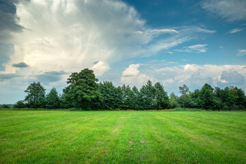Green meadow with trees on the horizon and abstract clouds on the blue sky, Nowiny, Poland