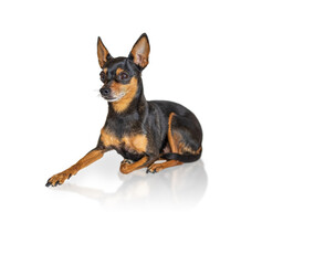 Dog Prager Rattler (Prague Ratter) Isolated On White Background Pictures

