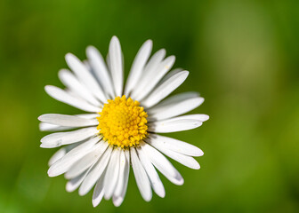 Obraz premium Gänseblümchen