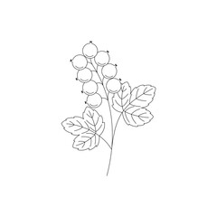 Black currant isolated on white background. Hand drawn vector illustration.