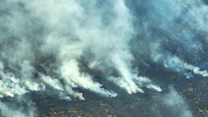 The particulate matter from agricultural fires can contribute to the formation of smog, which can further worsen air quality. Smog is created when pollutants react with sunlight and heat. Thailand