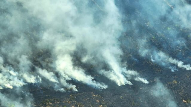 The particulate matter from agricultural fires can contribute to the formation of smog, which can further worsen air quality. Smog is created when pollutants react with sunlight and heat. Thailand
