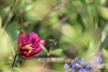 Fototapeta premium Blüte im Gebüsch