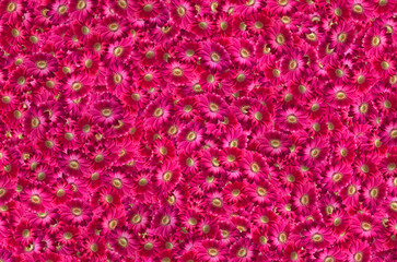 A pink background with a lot of flowers