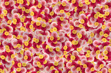 A pattern of Transvaal daisy graphy Color Flower, annual Plant, magenta