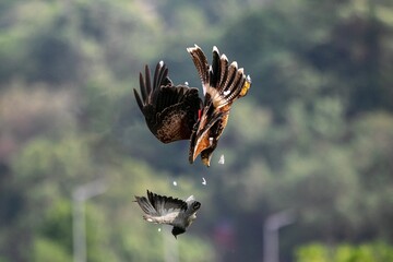 Harris's Hawk Attacks a Pigeon in the Air in Training