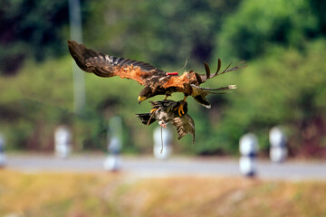 Harris's Hawk Attacks a Pigeon in the Air in Training