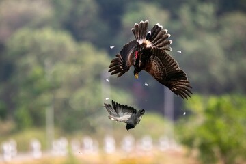 Harris's Hawk Attacks a Pigeon in the Air in Training