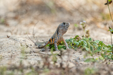 The Butterfly Lizard builds its burrow beneath the sandy shoreline undisturbed.