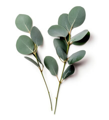 Obraz premium Two eucalyptus twigs isolated