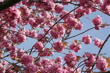 Colorful wide angle closeup on a rich flowering Japaneses cherrry, Prunus serrulata against a blue sky