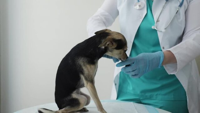 cut off dog claws,veterinarian clips the regrown claws on the paw of the pet with a claw cutter