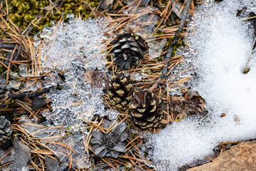 Coniferous forest floor with pine cones, fir needles and moss under melting snow
