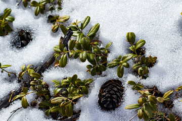 Vaccinium vitis-idaea, the lingonberry, partridgeberry, mountain cranberry or cowberry, is a small...