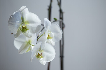 Nahaufnahme einer weißen Orchidee.