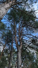 trees in the forest