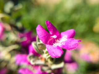 Pink flower in garden plant