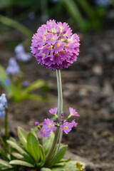  Primula denticulata purple in springtime. Pink Primula denticulata (Drumstick Primula) in garden