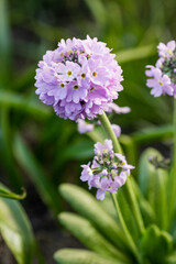  Primula denticulata purple in springtime. Pink Primula denticulata (Drumstick Primula) in garden