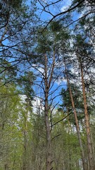 Obraz premium trees in the forest