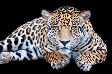 Jaguar known as "Onça pintada" isolated on black background