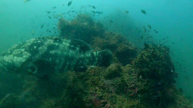 Under water film from Sail Rock island in Thailand - Close up a large grey Grouper fish suspended by a coral reef with plankton in the water