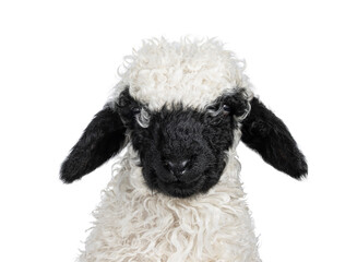 Head shot of an adorable one and a half week old Walliser Schwartznase aka Valais Blacknose lamb, facing front. Looking towards camera. Isolated on a white background. © Nynke