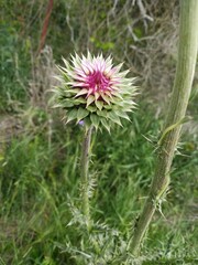 flower of a thistle